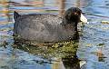 American Coot-2